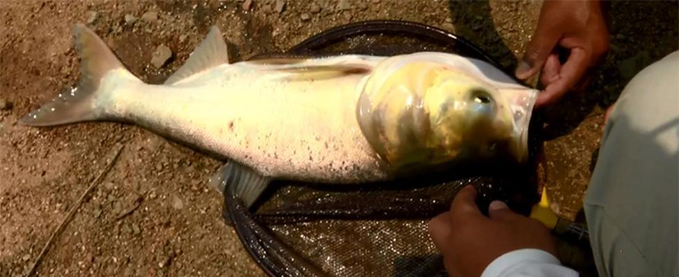 夏季15度到25度钓鱼技巧大揭秘（夏日温度下，成功钓鱼的秘诀与技巧一网打尽）