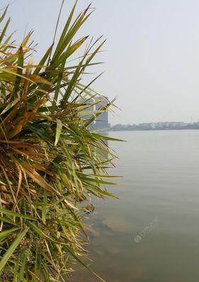 深入浅出，1米左右浅水钩钓鱼技巧（钓鱼达人的实用技术分享，钓到大鱼不再是难题）