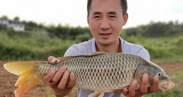 5月份野钓鲫鱼的技巧（探寻5月份鲫鱼的捕获秘诀，提升钓友野钓乐趣）