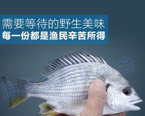 黄鲷鱼钓技巧揭秘（掌握关键钓技，大功告成）