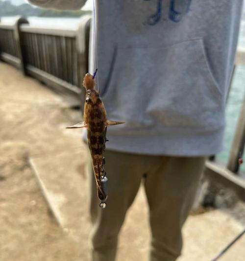 成都短竿钓鱼技巧教程（快速掌握钓鱼技巧，享受乐趣）
