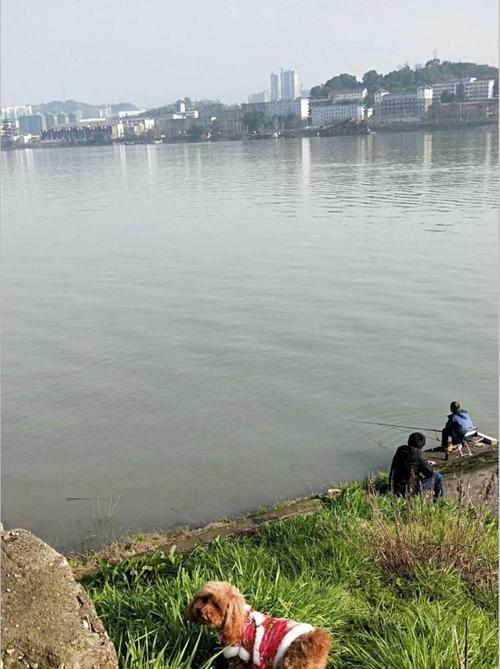 成都短竿钓鱼技巧教程（快速掌握钓鱼技巧，享受乐趣）