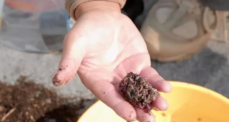 池塘蚯蚓钓鱼的技巧与方法（初学者必看！池塘蚯蚓钓鱼攻略，全方位解析池塘钓鱼技巧）