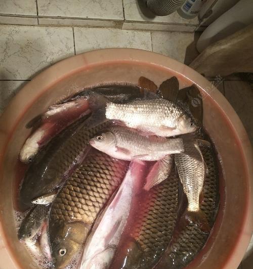 初春鲤鱼垂钓技巧（抓住春季鲤鱼垂钓要点）
