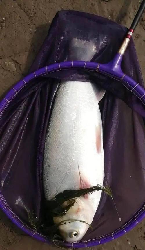 初春鲢鳙垂钓秘籍（技巧、方法一网打尽，提升垂钓水平）