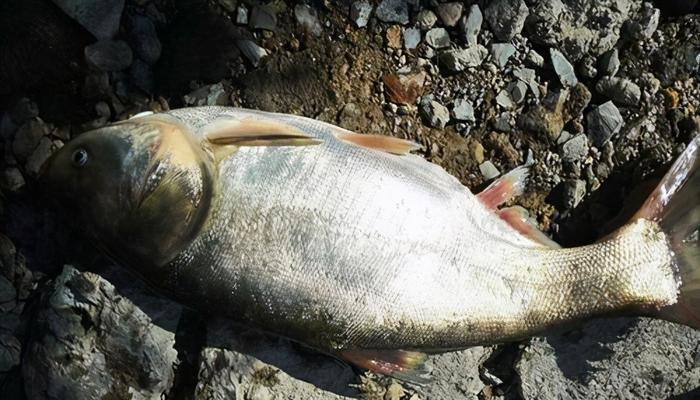 初春鲢鳙垂钓秘籍（技巧、方法一网打尽，提升垂钓水平）