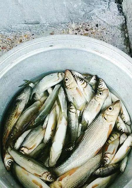 初春野钓餐条的技巧（掌握这些关键，让你的钓鱼收获倍增）