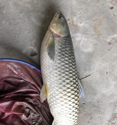 初春野钓草鱼技巧（钓草鱼的最佳时机和技巧）