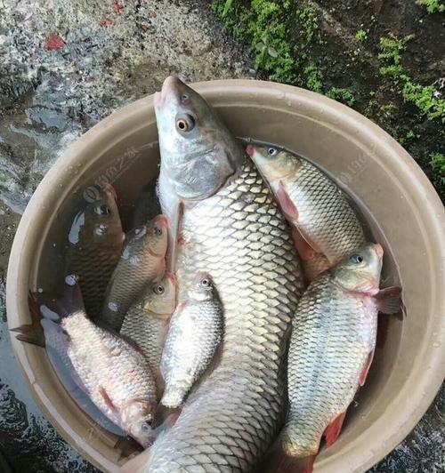初春野钓草鱼技巧（钓草鱼的最佳时机和技巧）