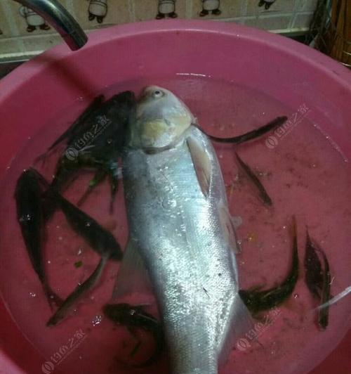 初春夜钓钓鱼技巧（掌握关键诀窍，丰收在望）