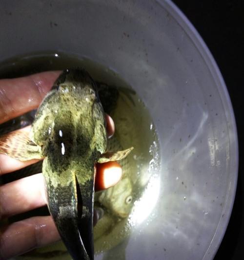 初春夜钓黄骨鱼的绝妙技巧（教你如何提高黄骨鱼钓技，享受夜钓乐趣）