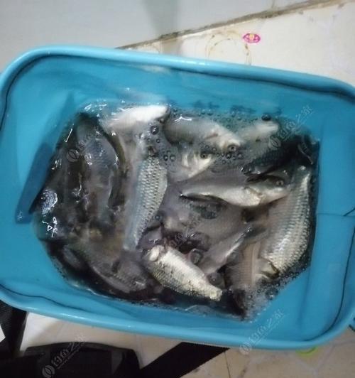 初春夜钓鲫鱼的技巧与位置（寻找鲫鱼的最佳钓点和有效技巧）