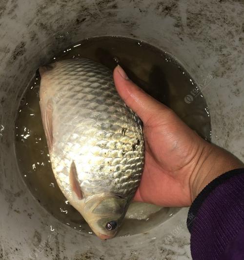初春夜间野钓鲤鱼技巧（夜钓鲤鱼，享受初春的乐趣）