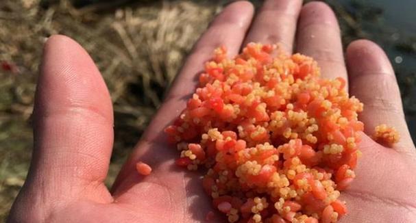 初冬大水面野钓技巧（细节决定成败，掌握这些技巧让你钓上满满一桶鱼）