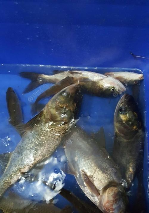 初冬夜钓鲢鳙的绝佳技巧（以冬季进入寒冷的夜晚，如何钓到丰硕的鲢鳙？）