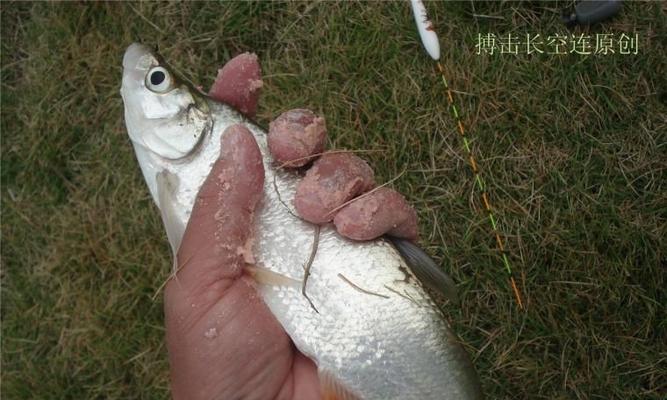 秋末初冬抛竿钓鲢鳙技巧（挑选合适的鱼饵与鱼漂，提高钓鱼效果）