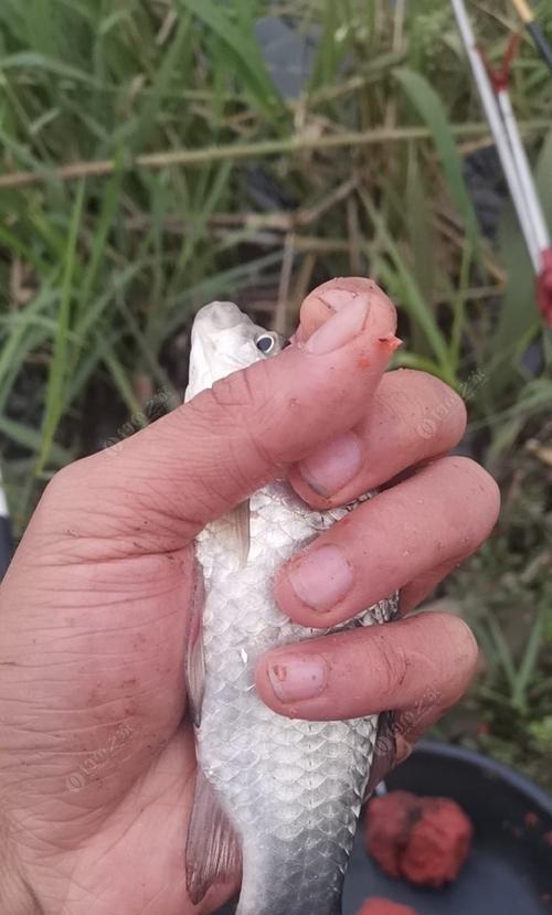 初冬深水钓鱼技巧（揭秘初冬深水钓鱼的高效技巧）