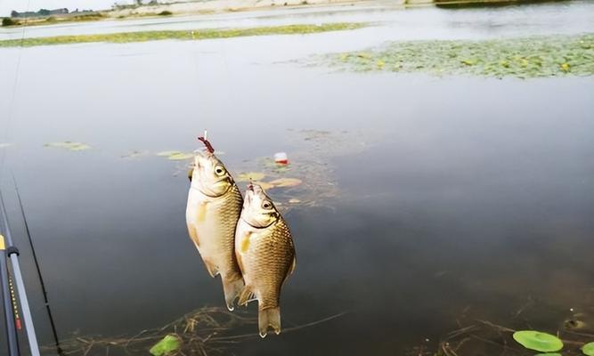 春分过后野钓鲤鱼技巧（掌握这个关键技巧，让你的野钓收获满满）