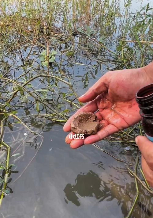 春季淡水钓鱼技巧（春季淡水钓鱼技巧分享，助您钓获丰收！）