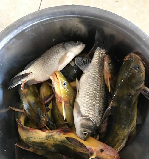 春季钓浮头鲫鱼技巧（掌握浮标调整，提升钓鲫鱼成功率）