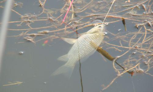 春季钓鱼遇风看漂技巧（利用气流的变化，提高钓鱼成功率）