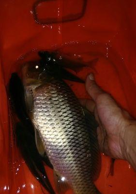 春季河流夜钓技巧（掌握技巧，尽享夜钓乐趣）