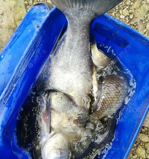 春季水库垂钓鲫鱼的技巧（掌握这些技巧，提高春季水库钓鲫鱼的成功率）