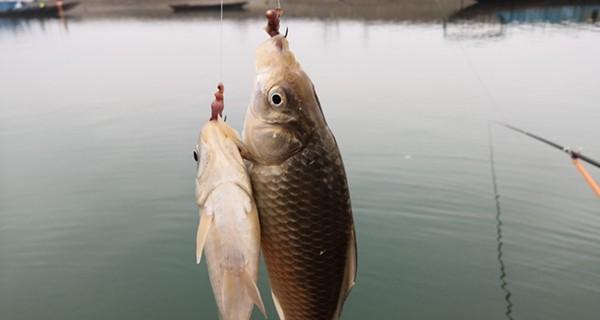 春季台钓浅水钓鲫鱼技巧（细说春季台钓技巧，轻松捕获浅水鲫鱼）
