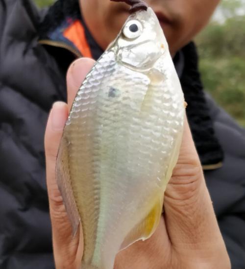 春季田野小杂鱼钓鱼技巧（掌握有效技巧，享受钓鱼乐趣）