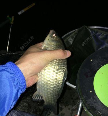 春季夜钓技巧（充分利用低温，享受夜钓乐趣）