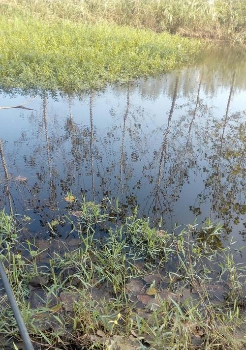 春季下雨野钓技巧大揭秘！（揭秘雨中钓鱼的绝招，让你收获满满！）