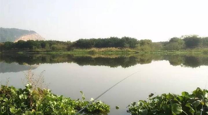 春季小水库钓鱼技巧（掌握钓鱼技巧，轻松享受春季小水库钓鱼乐趣）