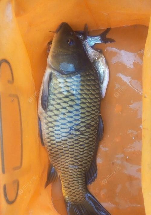 春季野钓大鲤鱼的技巧（掌握这些技巧，让你的春季钓鲤之旅更成功）