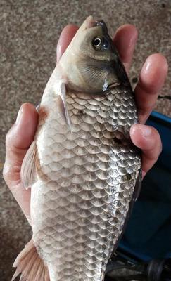 春季野钓大鲤鱼的技巧（掌握这些技巧，让你的春季钓鲤之旅更成功）