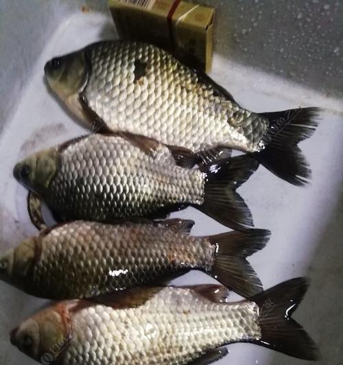 春季野钓鲫鱼，技巧大揭秘！（提高鱼获的几大技巧，让你成为钓鱼高手！）