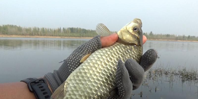 大河里钓鱼技巧与饵料搭配（探秘成功钓鱼的关键技巧和最佳饵料选择）