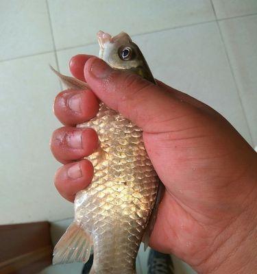大河咸淡水钓鱼技巧与方法（大河咸淡水钓鱼技巧分享，让你的钓鱼更加成功！）