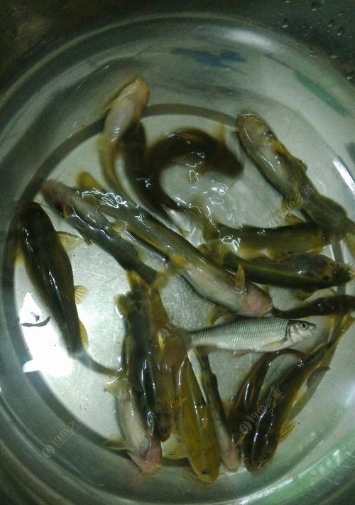 大河涨水钓鱼技巧与方法（钓鱼高手教你如何应对大河涨水，提升钓鱼成功率！）