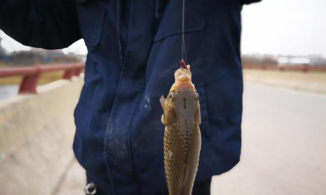 大师野钓技巧分析（揭秘大师级钓鱼技巧，打造出色钓鱼成绩）