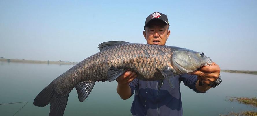 大水域垂钓鲤鱼的绝佳技巧（掌握这个关键，钓到满满的满足感）