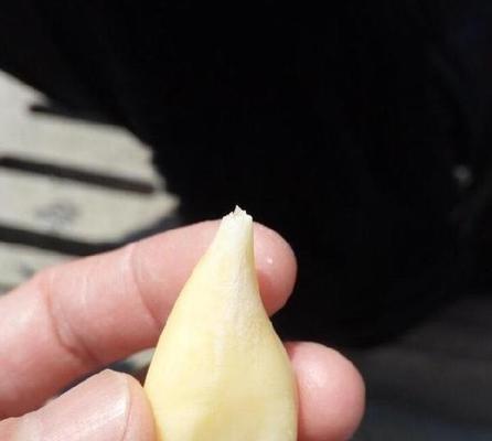 大蒜和馒头钓鱼技巧的异同（探究大蒜和馒头在钓鱼中的差异与共通之处）