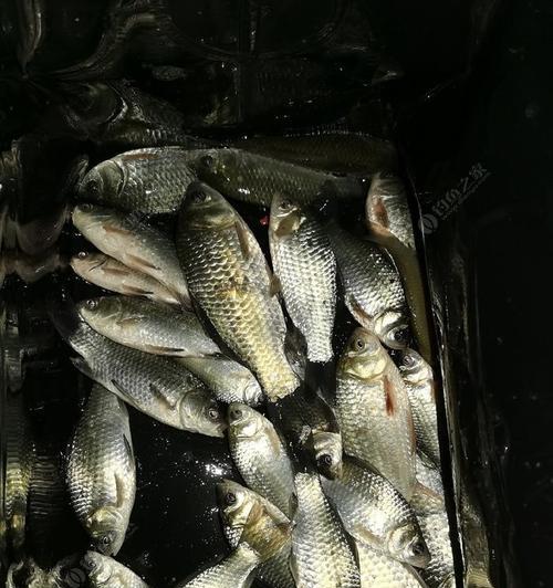 大头鱼夜钓技巧（掌握钓鱼窍门，夜晚捕获大头鱼的秘诀）