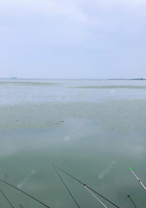 大汶河支流钓鱼技巧（揭秘大汶河支流的钓鱼秘籍）