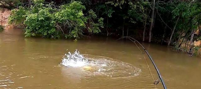 浑水钓鱼的技巧与心得（大雨后的捕鱼秘籍，效果惊人！）