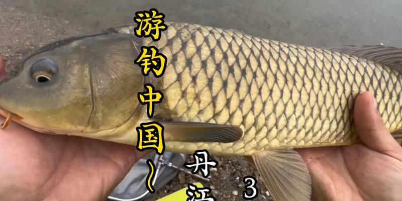 丹江口水域钓鱼技巧与方法（探索钓鱼乐趣，畅享丹江口水域的丰富资源）