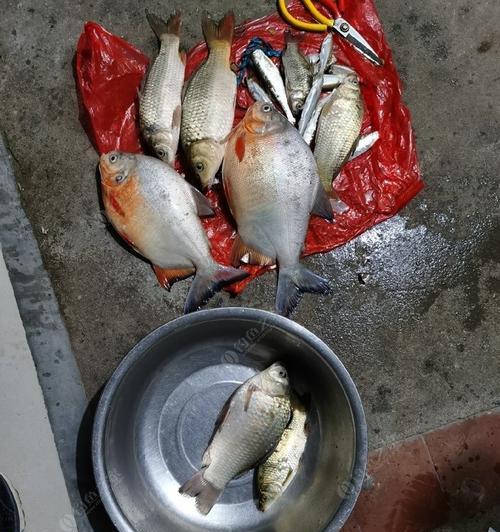 淡水白鲳垂钓技巧（掌握垂钓技巧，钓到满载的收获）