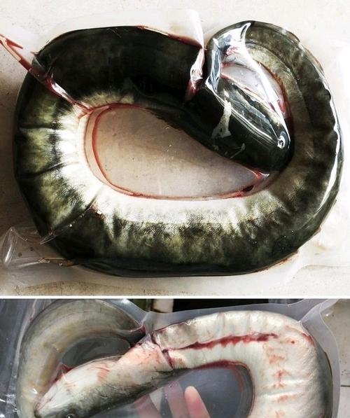 淡水白鳗的生活习性与垂钓技巧（探索淡水白鳗的独特生态系统与成功垂钓的窍门）