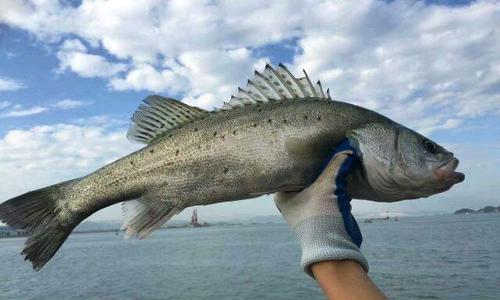 淡水海钓钓鱼技巧大揭秘！（掌握精湛技巧，尽享钓鱼乐趣！）