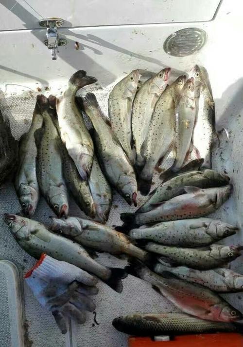 淡水梭鱼钓鱼技巧（提升成功率的实用技巧）