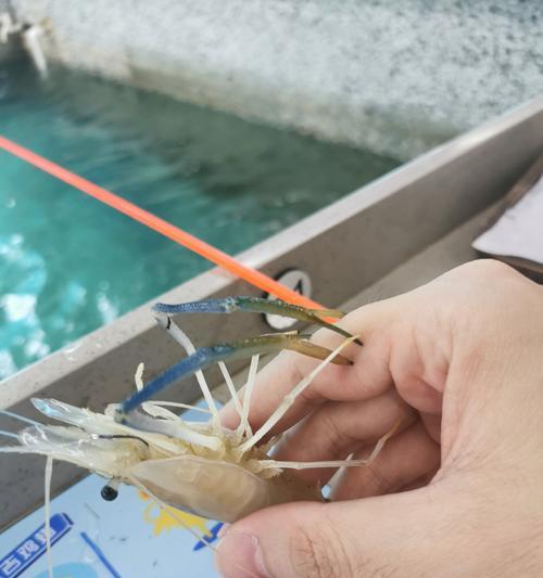淡水虾钓鱼技巧（掌握虾钓鱼的技巧，提升钓鱼成功率）
